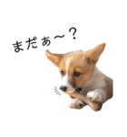 コーギー犬のゼン。（個別スタンプ：13）