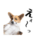 コーギー犬のゼン。（個別スタンプ：14）