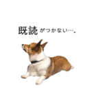 コーギー犬のゼン。（個別スタンプ：16）