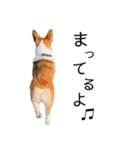 コーギー犬のゼン。（個別スタンプ：17）