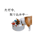 コーギー犬のゼン。（個別スタンプ：18）