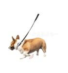 コーギー犬のゼン。（個別スタンプ：19）