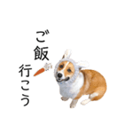 コーギー犬のゼン。（個別スタンプ：20）