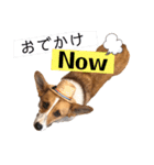 コーギー犬のゼン。（個別スタンプ：21）