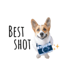 コーギー犬のゼン。（個別スタンプ：22）