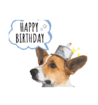 コーギー犬のゼン。（個別スタンプ：23）