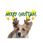 コーギー犬のゼン。（個別スタンプ：24）