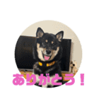 黒豆柴の姫ちゃんスタンプ(*´ч`*)（個別スタンプ：1）