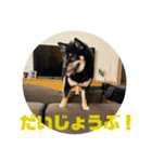 黒豆柴の姫ちゃんスタンプ(*´ч`*)（個別スタンプ：11）