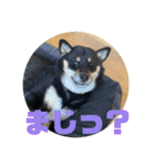 黒豆柴の姫ちゃんスタンプ(*´ч`*)（個別スタンプ：14）