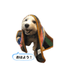 マルックス とら（個別スタンプ：1）