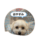 マルックス とら（個別スタンプ：2）