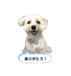マルックス とら（個別スタンプ：3）