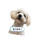 マルックス とら（個別スタンプ：5）