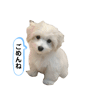 マルックス とら（個別スタンプ：9）