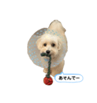マルックス とら（個別スタンプ：10）