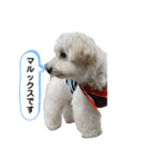マルックス とら（個別スタンプ：17）