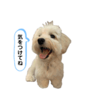 マルックス とら（個別スタンプ：19）