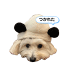 マルックス とら（個別スタンプ：23）