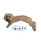 マルックス とら（個別スタンプ：24）
