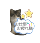 子猫のシフォン様その②（個別スタンプ：1）