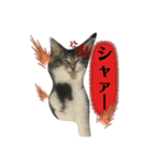 子猫のシフォン様その②（個別スタンプ：2）