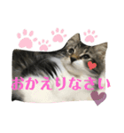 子猫のシフォン様その②（個別スタンプ：3）