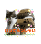 子猫のシフォン様その②（個別スタンプ：4）