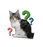 子猫のシフォン様その②（個別スタンプ：5）