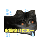 子猫のシフォン様その②（個別スタンプ：6）