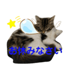 子猫のシフォン様その②（個別スタンプ：7）