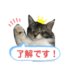 子猫のシフォン様その②（個別スタンプ：8）