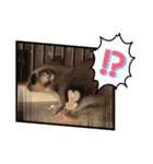 モモンガ こじろう（個別スタンプ：3）