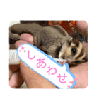 モモンガ こじろう（個別スタンプ：4）