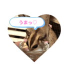 モモンガ こじろう（個別スタンプ：7）