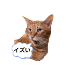 なまら北海道弁のネコ（個別スタンプ：4）