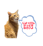 なまら北海道弁のネコ（個別スタンプ：5）