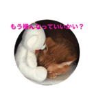 なまら北海道弁のネコ（個別スタンプ：6）