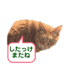 なまら北海道弁のネコ（個別スタンプ：8）