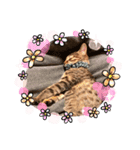 猫様のルーティン（個別スタンプ：1）