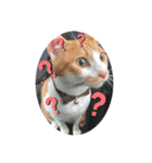 猫様のルーティン（個別スタンプ：2）