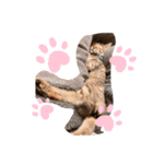猫様のルーティン（個別スタンプ：3）