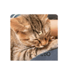 猫様のルーティン（個別スタンプ：4）