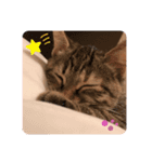 猫様のルーティン（個別スタンプ：5）