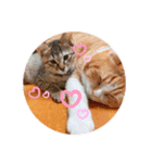 猫様のルーティン（個別スタンプ：6）