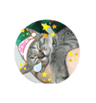 猫様のルーティン（個別スタンプ：8）