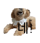 韓国語のティンク（個別スタンプ：24）