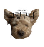 韓国語のティンク（個別スタンプ：34）