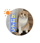 ミラたんスコスタンプd（個別スタンプ：1）