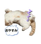 ミラたんスコスタンプd（個別スタンプ：2）